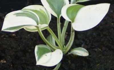Funkia Snow Cap Hosta 2l