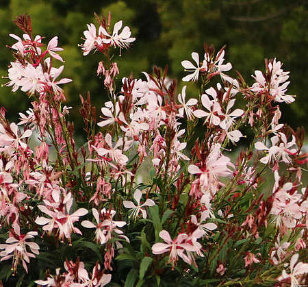 Gaura Graceful Light Pink Gaura lindheimeri