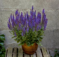 Szałwia omszona Blue Field Salvia nemorosa