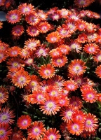 Delosperma Jewel of Desert Sunstone Delosperma cooperi 