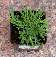 Gipsówka Rosenschleier Gypsophila hybride