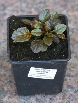 Dąbrówka rozłogowa Mahogany Ajuga Reptans