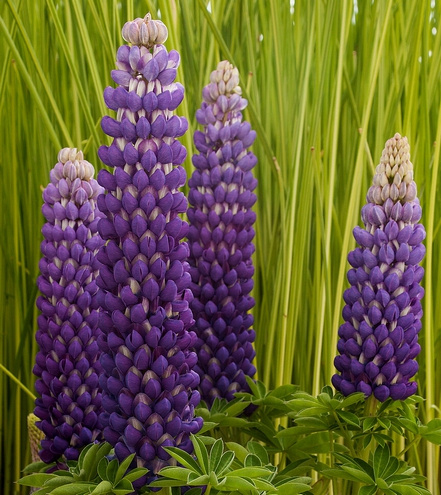 Łubin Persian Slipper Lupinus hybrida