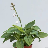 Funkia Big Daddy Hosta