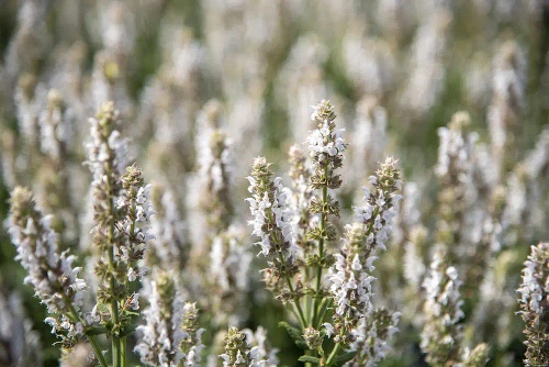 Szałwia omszona Salute White Salvia nemorosa 9