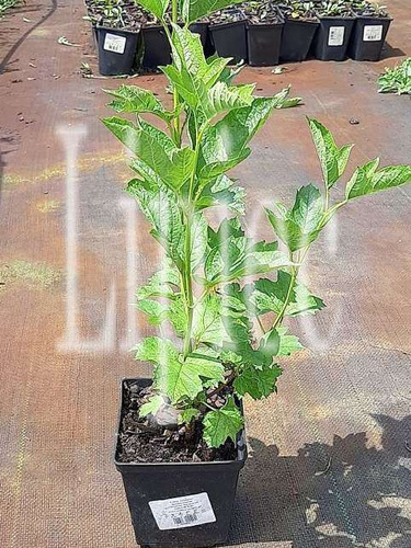 Kalina koralowa Xanthocarpum Viburnum Opulus 1l