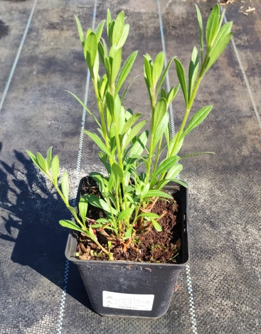 Gaura Graceful Blush Gaura lindheimeri 1l