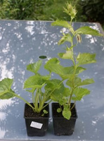 Dzwonek kopkowany Kent Belle Campanula punctata 9