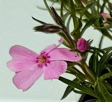 Floks szydlasty Ronsdorfer Beauty Phlox subulata 9