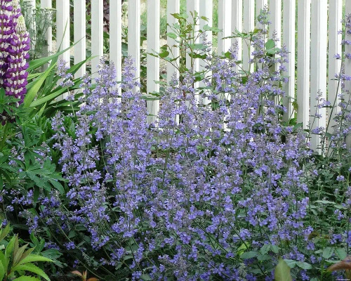 Kocimiętka Fasena Walker's Low Nepeta Faassenii 9