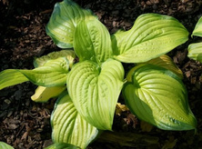 Funkia Stained Glass Hosta 1l