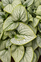 Brunnera wielkolistna Little Heart Brunnera Macrophylla