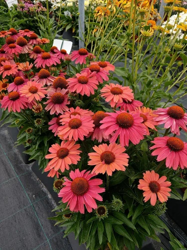 Jeżówka Meditation Cerise Echinacea 0,5l