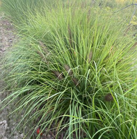 Rozplenica Japońska Red Head Pennisetum Alopecuroides 9