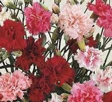 Goździk pierzasty Sonata  Dianthus Plumarius
