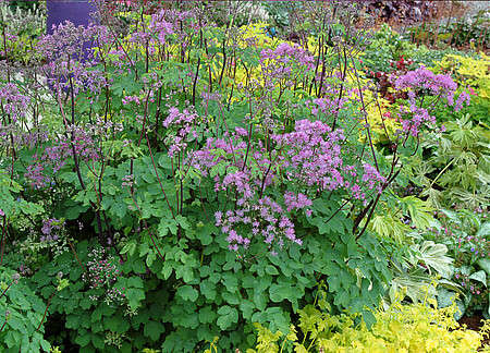 Rutewka Orlikolostna Black Stockings Thalictrum Aqulegiifolium 9-1L