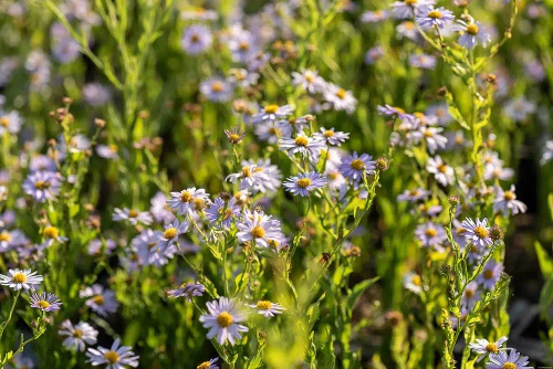 Aster letni Kalimeris wciętolistna 'Blue Star Kalimeris incisa