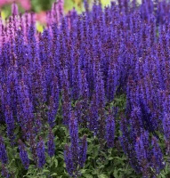 Szałwia omszona Noche Salvia nemorosa