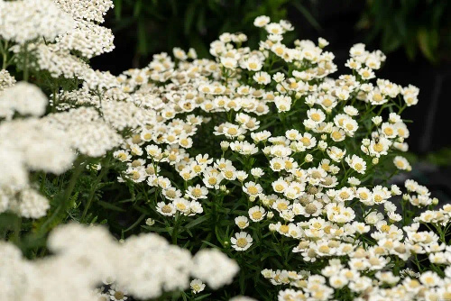 Krwawnik kichawiec Nana Compacta Achillea ptarmica