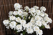 Ubiorek wiecznie zielony Appen Etz Iberis Sempervirens