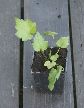 Zawilec Japoński Splendens Anemone Hupehensis 9