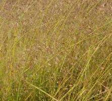 Śmiałek Darniowy Aurea  Deschampsia Caespitosa 9