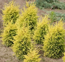Jałowiec pospolity Suecica Aurea Juniperus communis 9