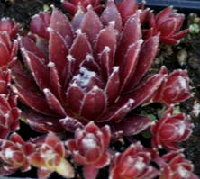 Rojnik pajęczynowaty Cameleon Sempervivum Arachnoideum