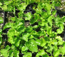 Dzwonek poszarskiego Silberregen Campanula  Poscharskyana 9