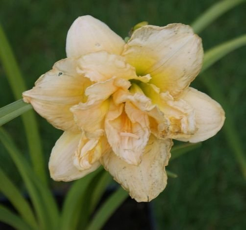 Liliowiec Schnickel Fritz Hemerocallis hybrida 1-2l