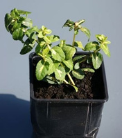 Trzmielina fortunea Blondy Euonymus fortunei 1l