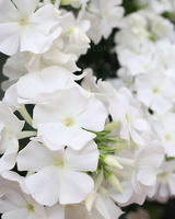 Floks, Płomyk Flame Pro White Phlox Paniculata 9