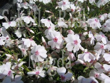 Floks szydlasty Amazing Grace Phlox subulata 9
