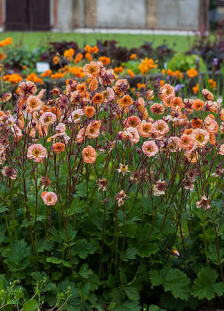 Kuklik Mai Tai Geum 9