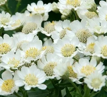 Krwawnik kichawiec Nana Compacta Achillea ptarmica