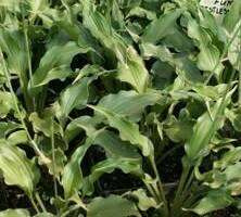 Funkia Restless Sea Hosta 1,5 - 2l