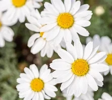 Rumian karpacki Karpatenschnee Anthemis carpatica