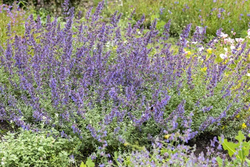 Kocimiętka Fasena Walker's Low Nepeta Faassenii 9