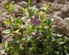 Barwinek pospolity Multiplex Vinca Minor 9