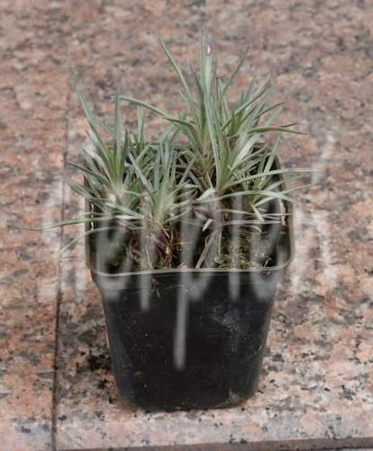 Goździk pierzasty Ine Dianthus plumarius 9