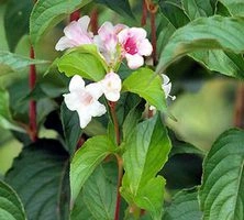 Krzewuszka Cudowna Styriaca Weigela florida 0,5 - 1l