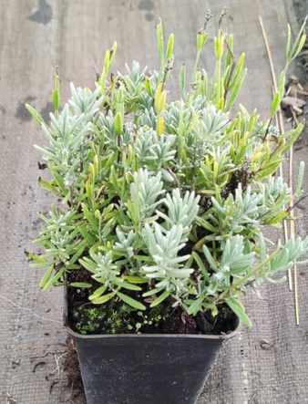 Lawenda Wąskolistna Thumbelina Leigh Lavandula Angustifolia 9