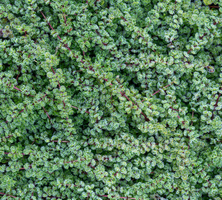 Macierzanka wczesna Pseudolanuginosus Thymus Praecox