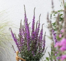 Krwawnica Luminara Lilac Lythrum hybrida