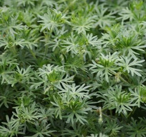 Bodziszek czerwony Album Geranium sanguineum