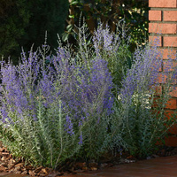 Perowskia Łobodolistna Blue Steel Perovskia Atriplicifolia 9