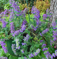 Kocimiętka Purple Haze Nepeta 9