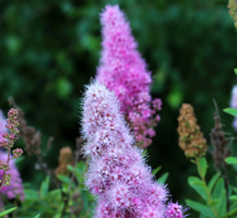 Tawuła wierzbolistna Spiraea salicifolia 1l