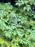 Winobluszcz pięciolistkowy Parthenocissus quinquefolia 9