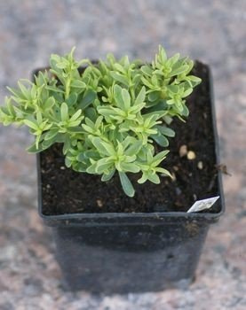 Ubiorek wiecznie zielony Absolutely Amethyst Iberis Sempervirens 9
